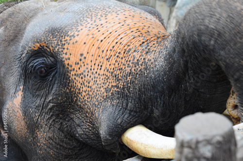 Photography closed up asian elephant in a zoo, Thailand