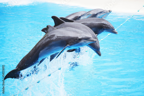 Dolphin show © yellowj