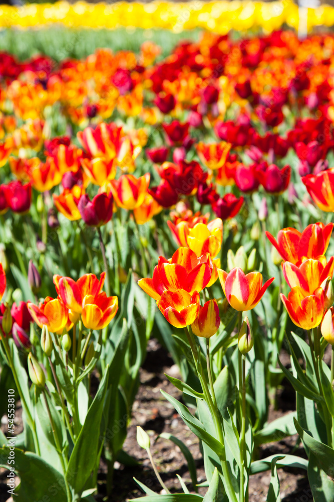 Obraz premium Tulips garden