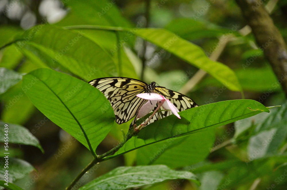 Tree Nymph, (Idea Leuconoe) butterfly Tree Nymph, (Idea Leuconoe) butterfly