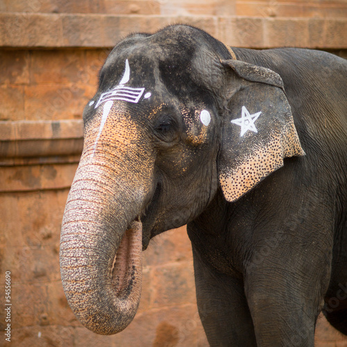 Portrait of an elephant photo