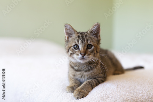 Fototapeta Naklejka Na Ścianę i Meble -  tabby kitten