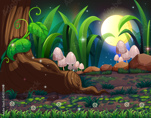 An enchanted forest