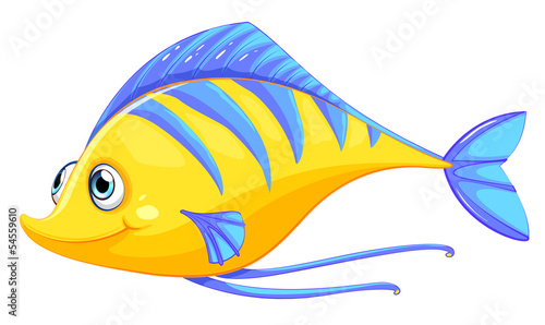A fish