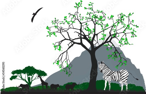 Zebra under the tree in Africa