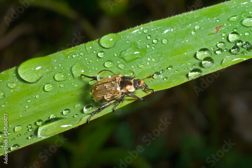 Schilderij op canvas Beetle on grass-blade 9
