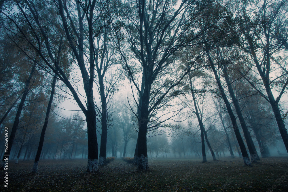 Obraz premium autumn park