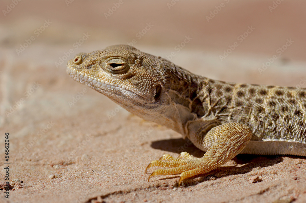 Naklejka premium Long nosed leopard lizard - [gambella wislizenii]