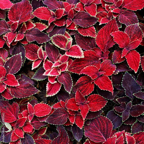 decorative red coleus leaves