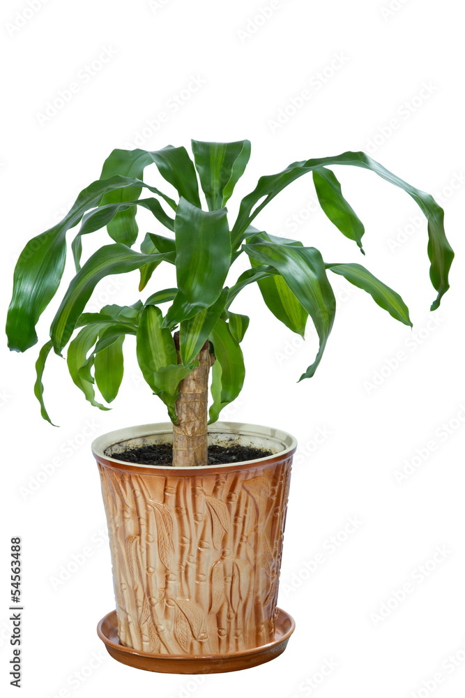 Fototapeta premium the image flower in a pot of room Dracaena
