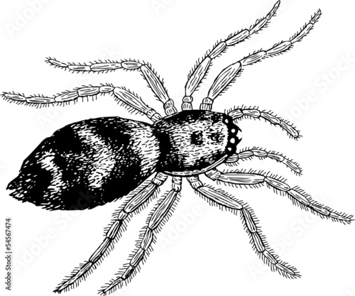 poisonous spider