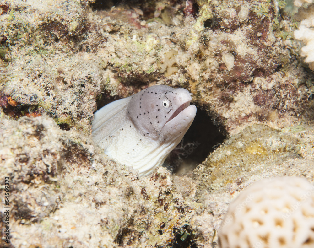 Peppered moray on a coral reef Peppered moray on a coral reef