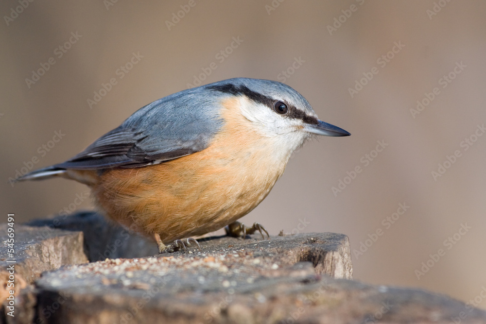 Naklejka premium Kleiber