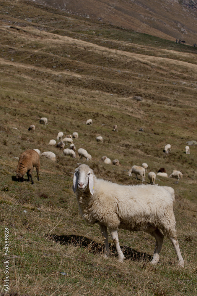 Obraz premium mountain landscape with sheep