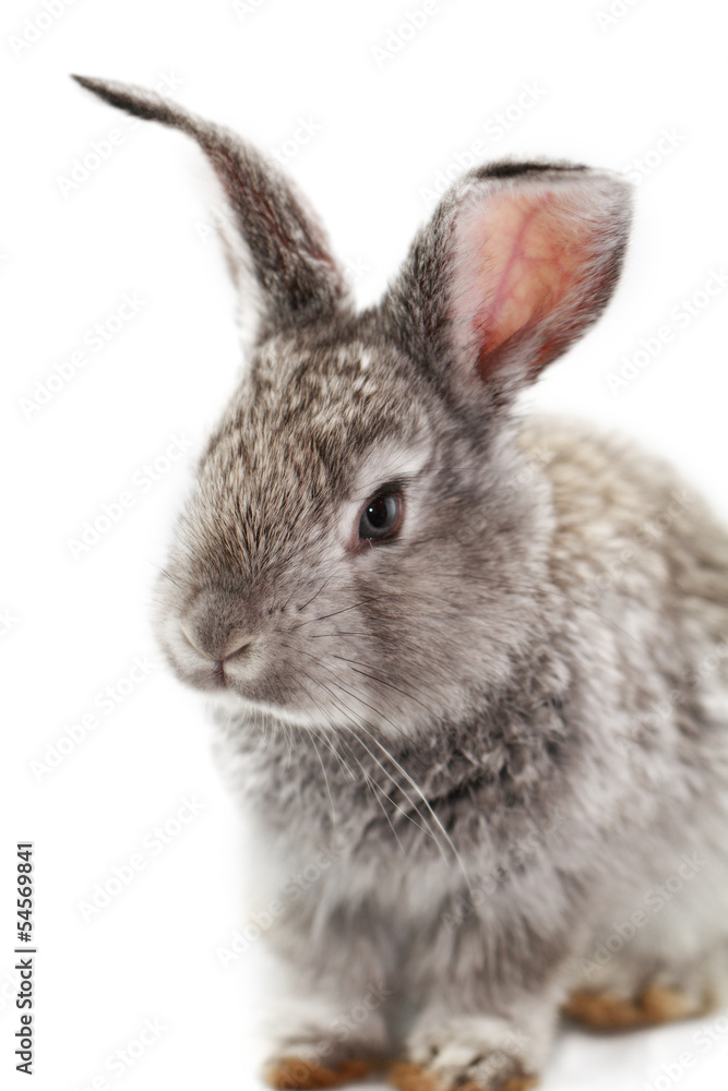 Gray rabbit Gray rabbit