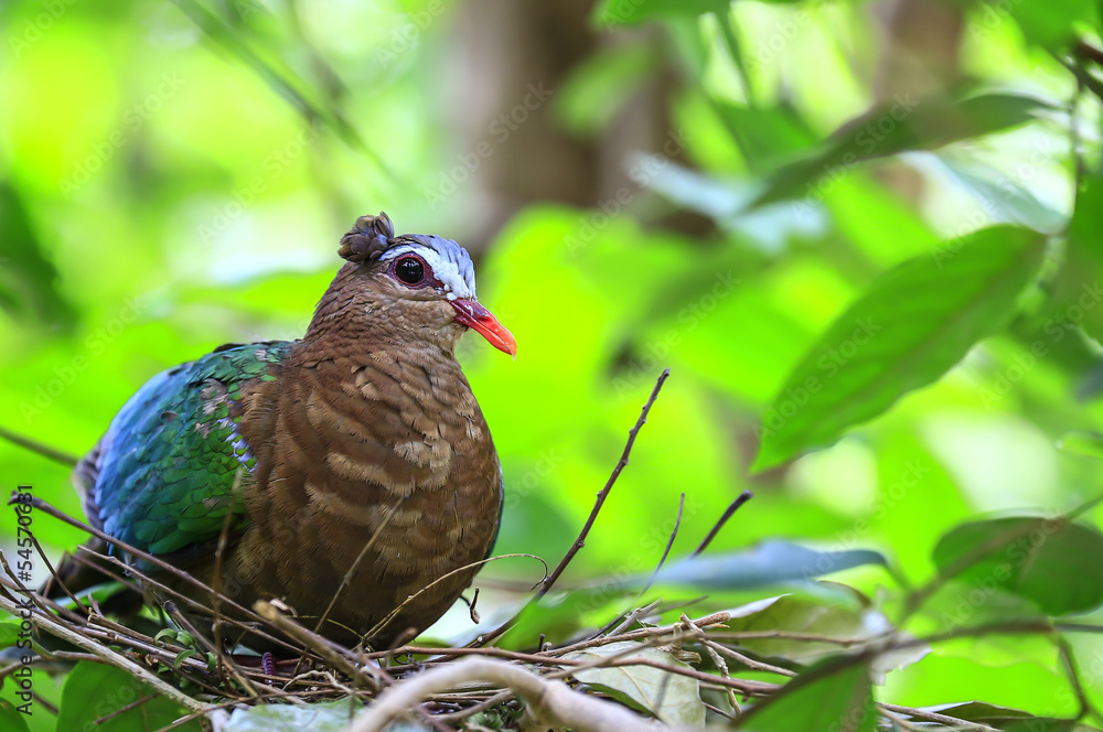 Fototapeta premium Emerald Dove(Green-winged Pigeon) bird