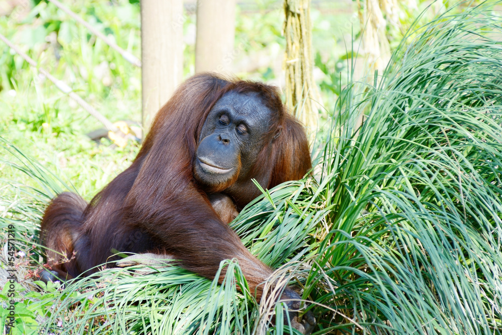 Obraz premium Orangutan mother
