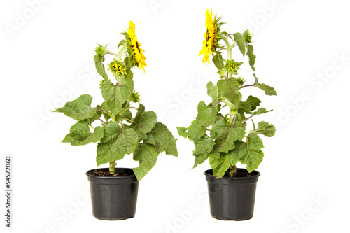 Fototapeta Naklejka Na Ścianę i Meble -  Two sunflowers chatting on white background