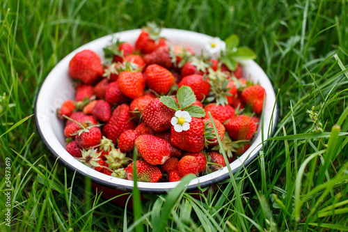 Fototapeta Naklejka Na Ścianę i Meble -  Fresh strawberries