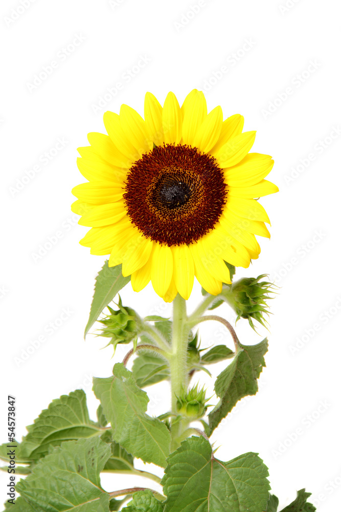 Obraz premium Isolated sunflower front view