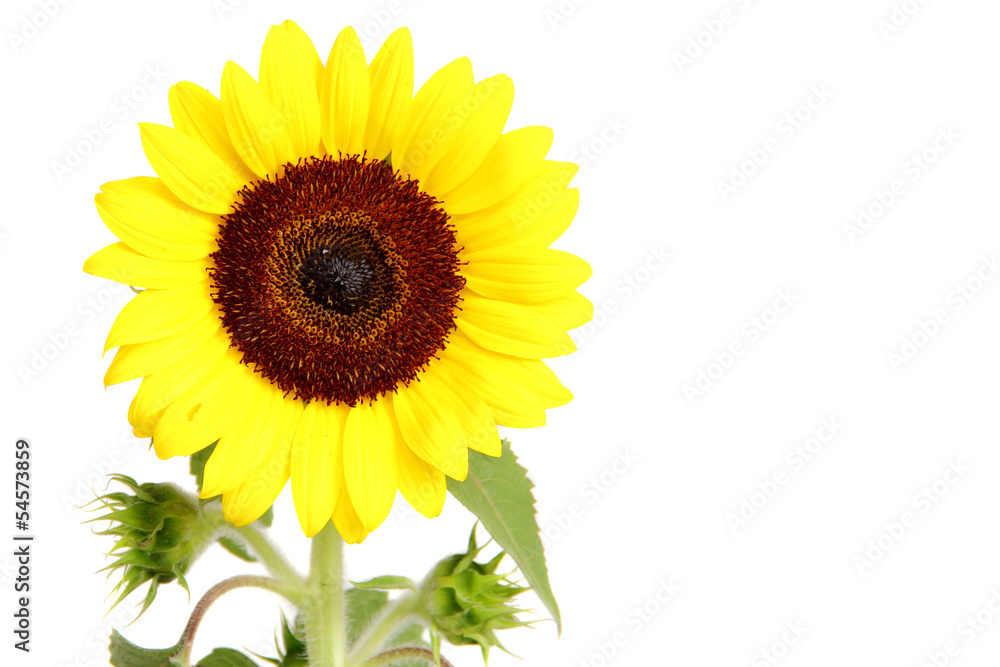 Fototapeta premium Sunflower isolated on white