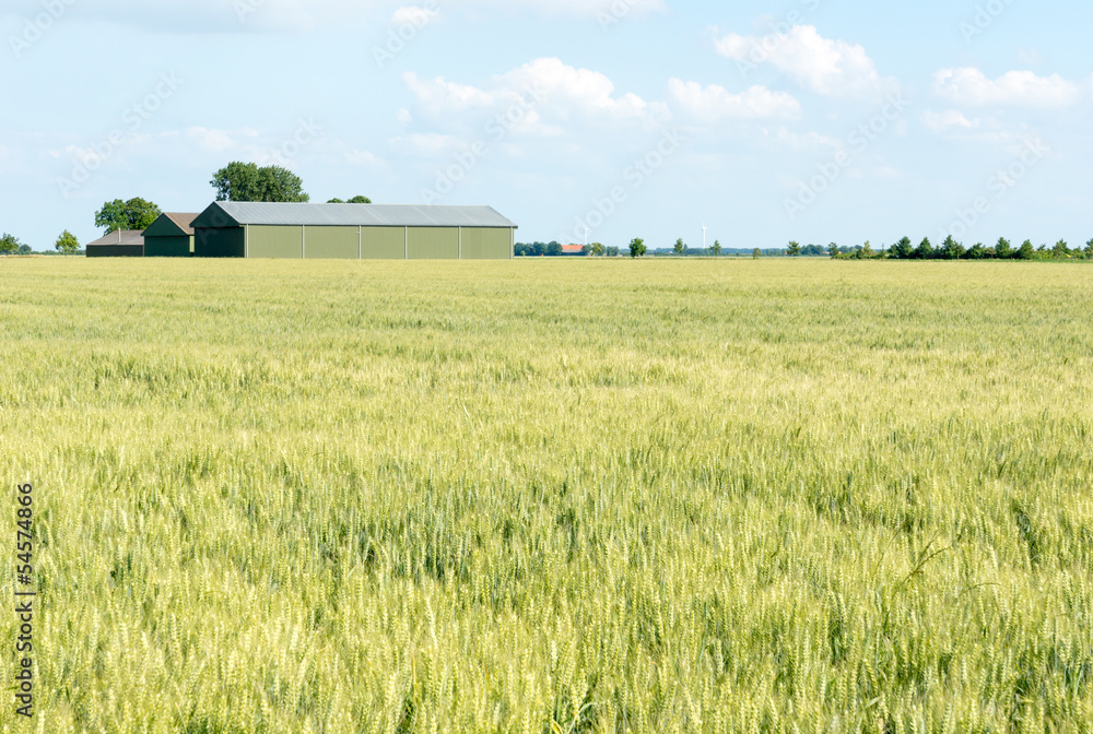 Fototapeta premium Field of wheat