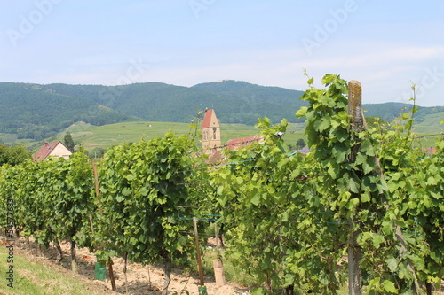 Vignobles Alsacien