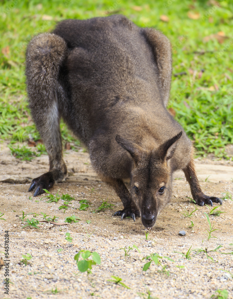 Beautiful young wallaby in grass Beautiful young wallaby in grass
