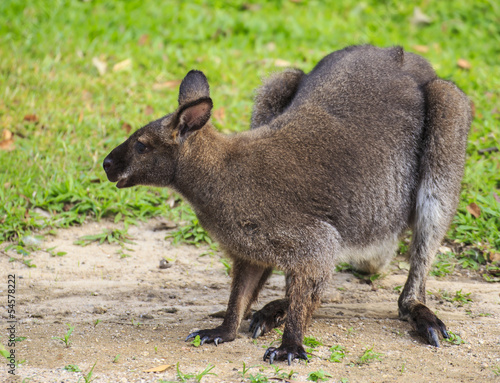 Beautiful young wallaby in grass