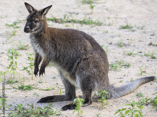 Beautiful young wallaby in grass