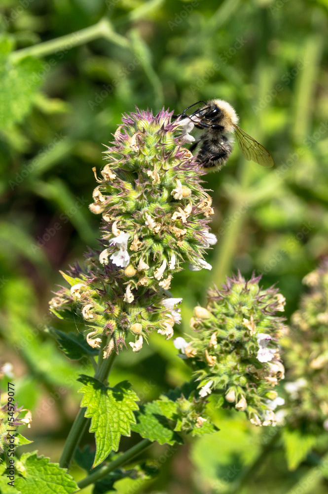 Bumblebee on a flower