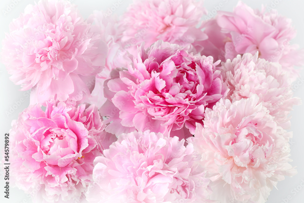 Floral background of pink peonies varieties Albert Kruss