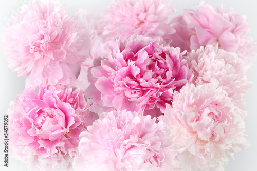 Fototapeta Naklejka Na Ścianę i Meble -  Floral background of pink peonies varieties Albert Kruss