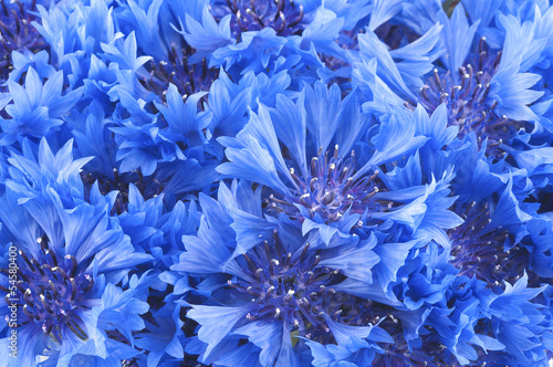 Wallpaper Mural Close up of beautful blue flower of cornflower Torontodigital.ca