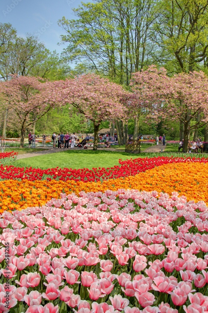 jardin de tulipes en hollande