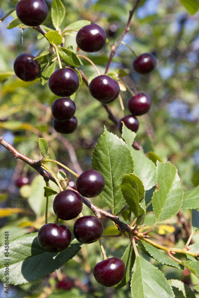 Sour cherries on branch with leaves Sour cherries on branch with leaves