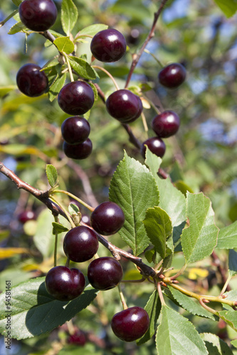 Sour cherries on branch with leaves