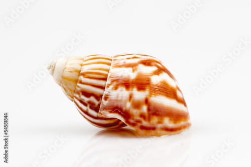 Sea shell isolated on white background