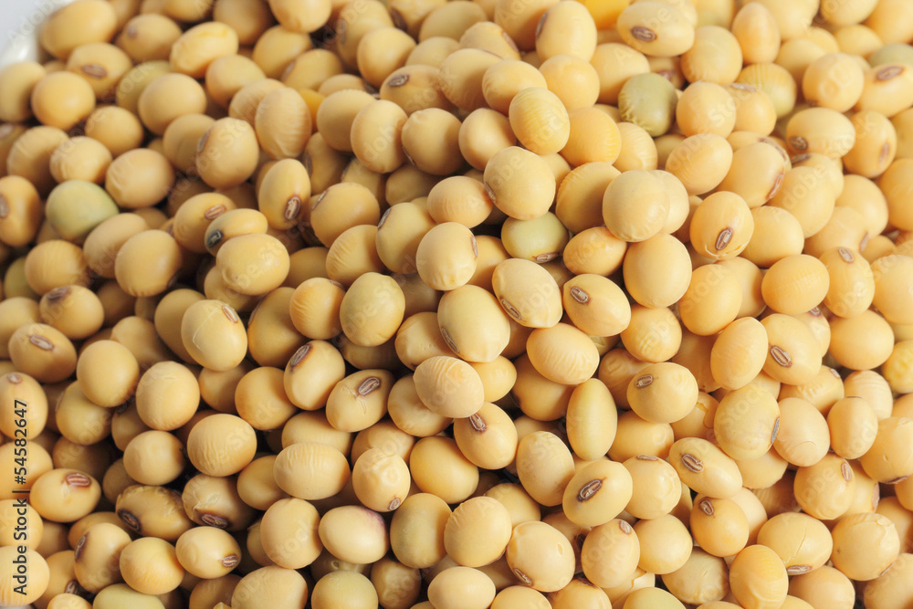 soy bean soy bean