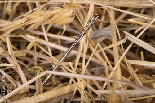 Fototapeta Needle in a haystack