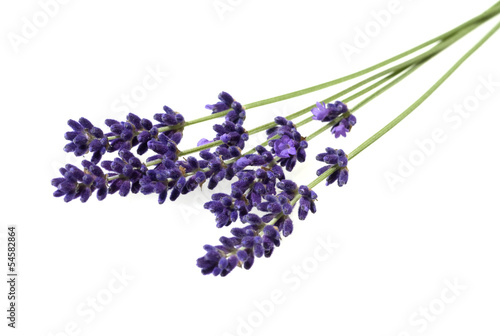Fototapeta Naklejka Na Ścianę i Meble -  Lavendel; Lavendula; Lavendelblueten;