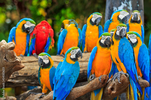 Macaw parrot