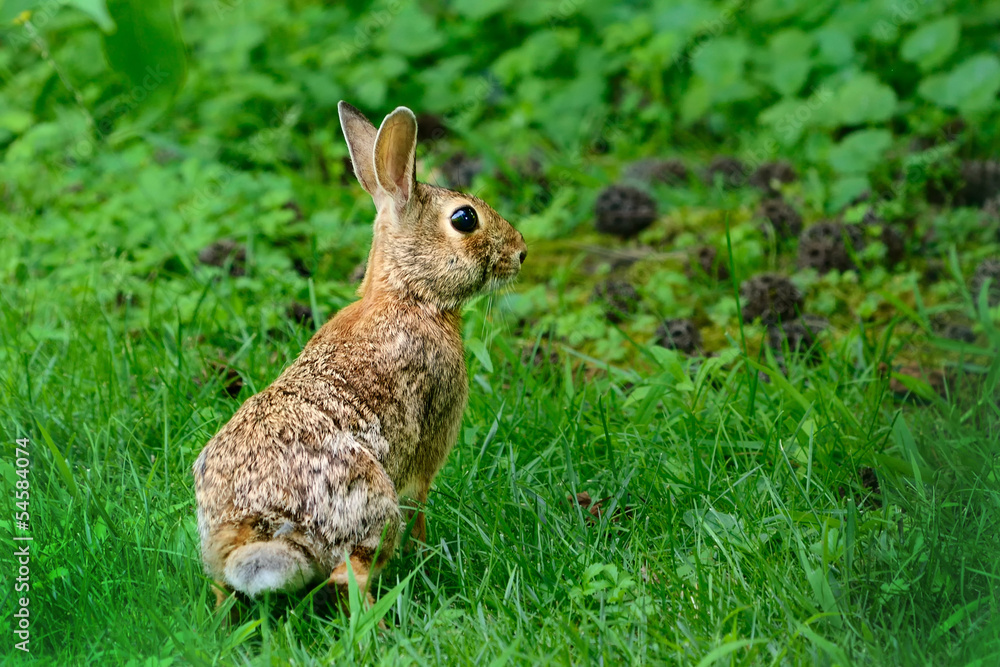 Fototapeta premium Lepre di vedetta nel prato