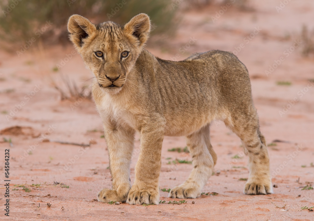 Obraz premium Beautiful lion cub on kalahari sand