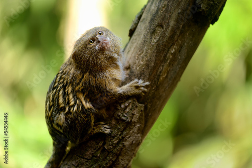 Piccola scimmia su un ramo