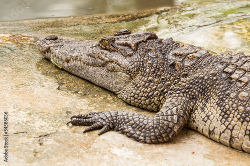 Close-up on crocodile