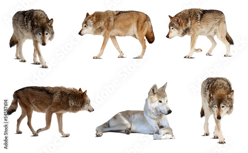 Set of few wolves. Isolated  over white background