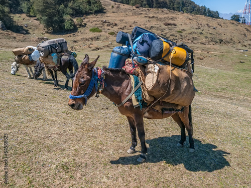 Laden mules photo