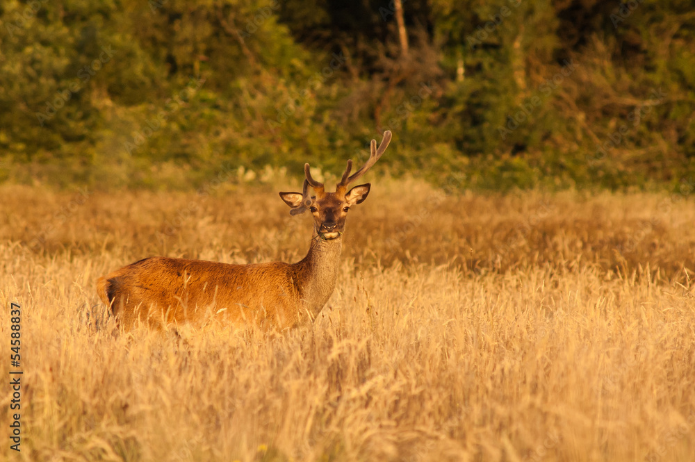 Fototapeta premium Deer in a field at sunset