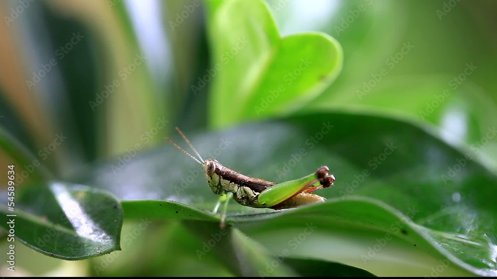 Grasshopper perching on a leaf, close up Grasshopper perching on a leaf, close up